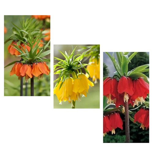 Mixed giant fritillaria - 3,