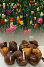 100 MIXED TULIPS BULBS COTTAGE