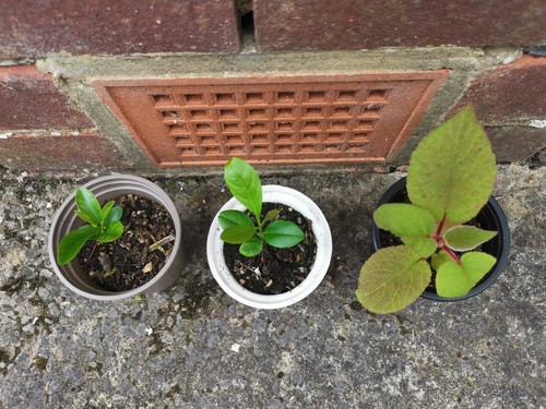 Kiwi 1x pear - 3x, kiwi,