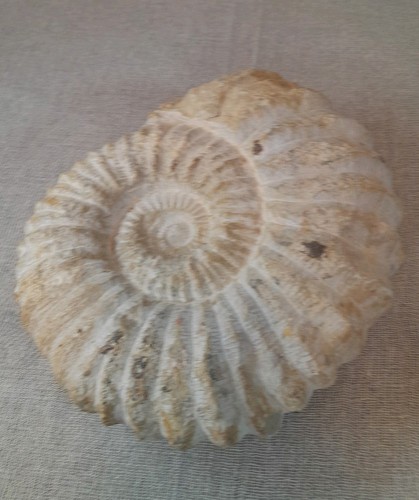 Ammonite fossil large - ammonite,
