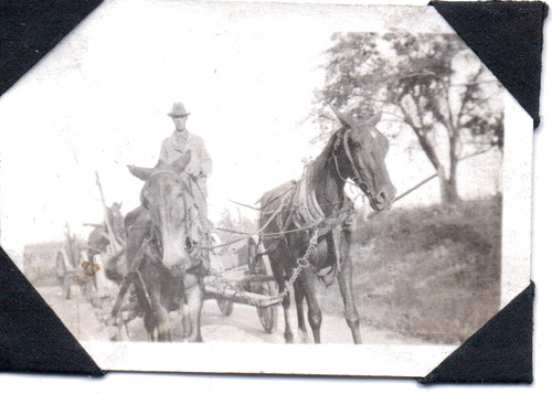 Photograph horses farm south - farm,