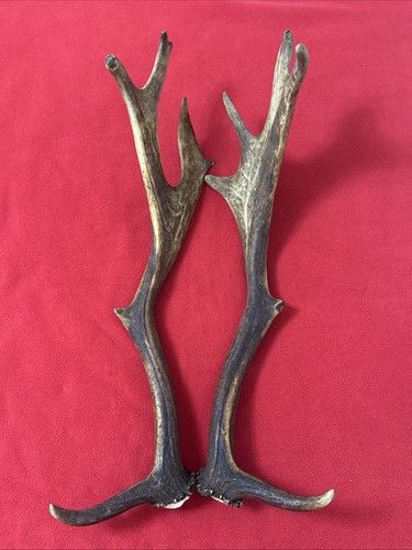 Pair fallow deer antler - of,