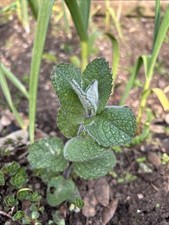 3 Apple Mint Young Plants