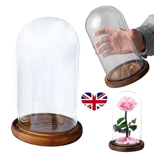 Glass display cloche - display,
