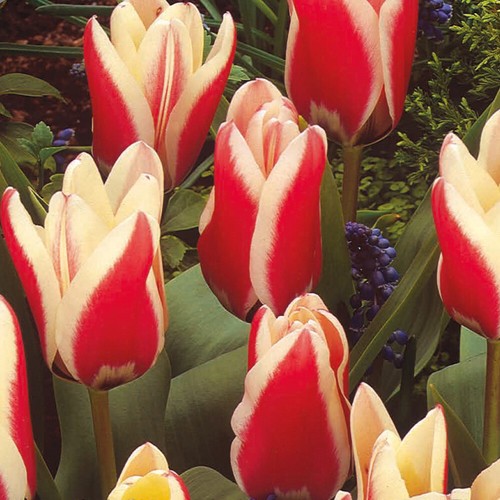 Tulip miniature red white - tulip,