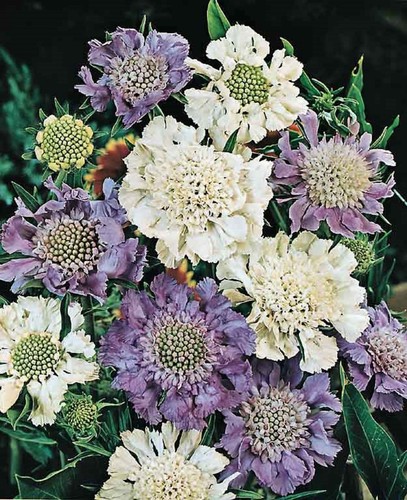 Scabiosa caucasica house - 6,