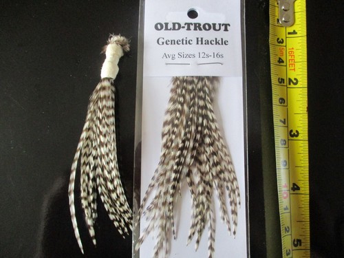Genetic hackle cock - genetic,