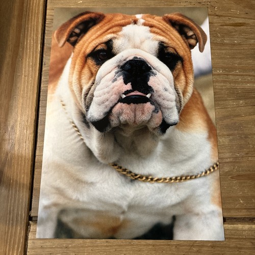 English bulldog poster - bulldog, card