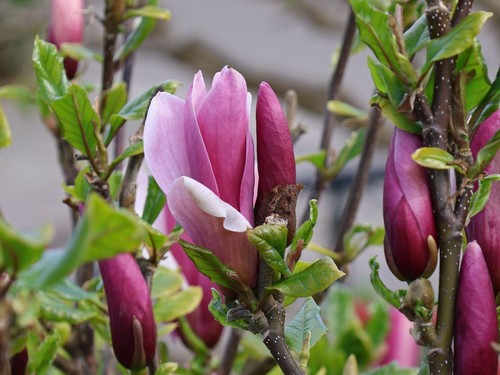 Magnolia oriental night - magnolia, "oriental