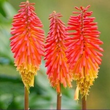 3X KNIPHOFIA ROYAL CASTLE