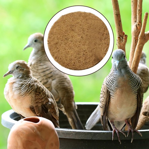 Breeding brooder hollow - breeding, brooder,