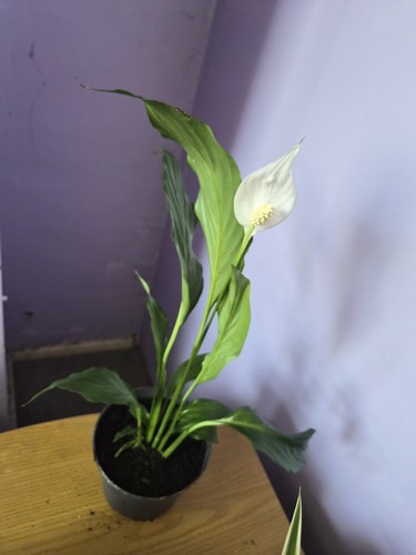 Peace lilly plant large - peace, in