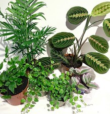 Pack tropics mix - pack, (medium)