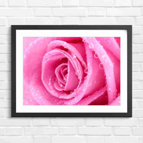 Fresh pink rose - pink, with