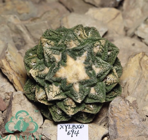 Raresucculent plant ariocarpus - raresucculent,