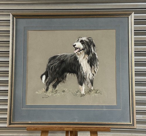 Stunning pastel collie - stunning,