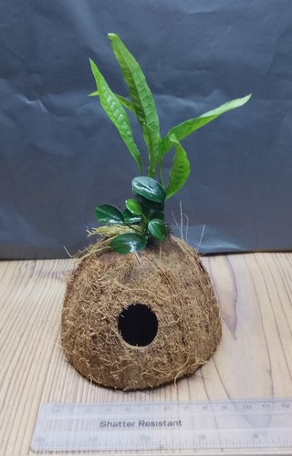 Anubias nana petite java - anubias, petite/java