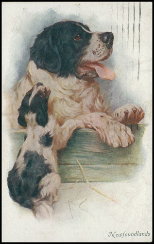 Newfoundland dog puppy - newfoundland, &