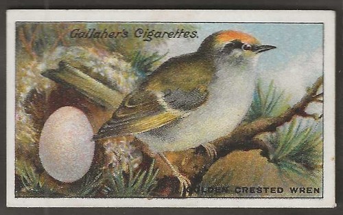 Gallaher birds nests eggs - nests,