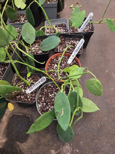 Hoya lauterbachii rooted cut - rooted,