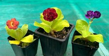 Primula Auricula x 3 named