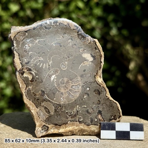 Promicroceras ammonite fossil - promicroceras,