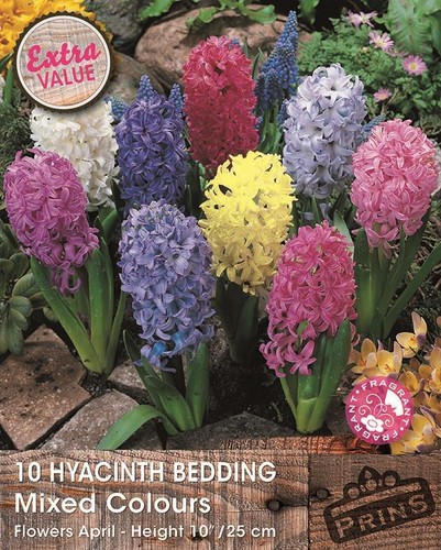 Hyacinth bedding mixed - bedding,