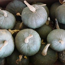 Squash Seeds - Huge Selection of Varieties