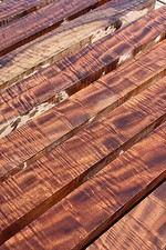 CURLY FLAME BASTOGNE WALNUT