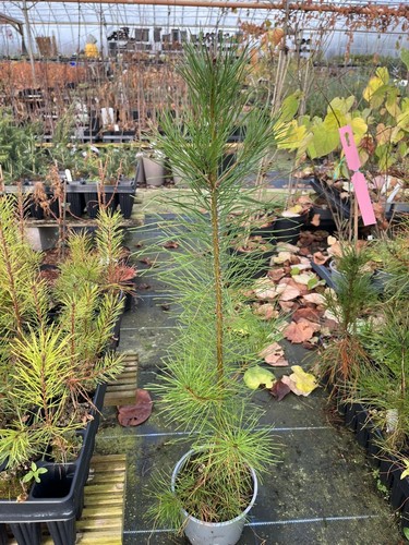 Lodgepole pine tree pinus - pine,