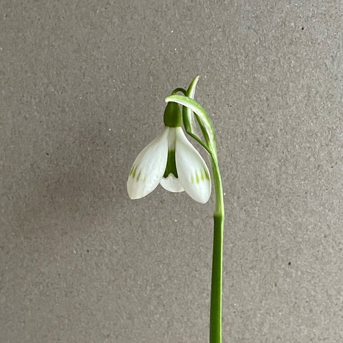 Galanthus sprite green tipped - sprite,