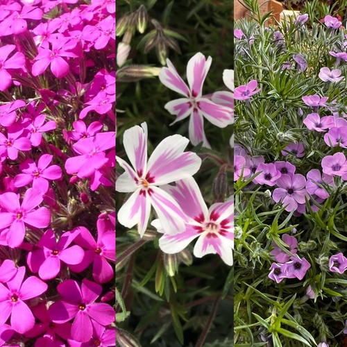 Alpine pack phlox mixed - 6,
