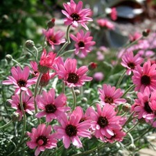Rhodanthemum Plug Plants