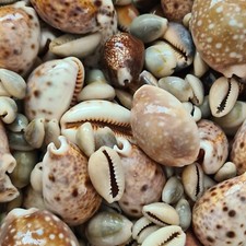 Mixed cowrie cowry - cowrie,