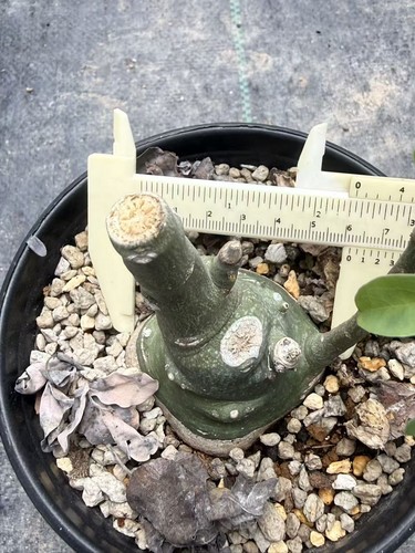 Rareplant cacti adenia glauca - cacti,