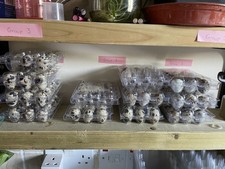 12  Quail eggs mixed colour