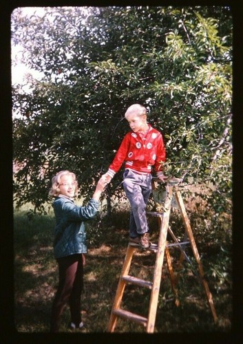 35mm slide kids picking fruit - picking,