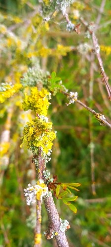 Live fresh lichen branches - 15,