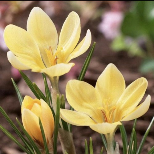Crocus romance bulbs early - crocus, bulbs-early