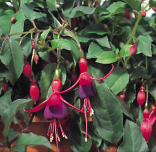 Fuchsia 'Mrs Popple' Plug