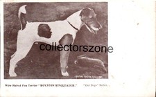 Wire Haired Fox Terrier "