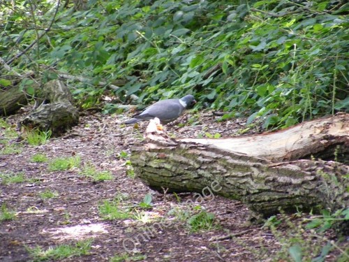Photo 6x4 pigeon furzefield - pigeon,