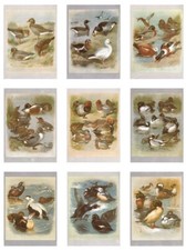 Bird,Prints,Merganser,Eider,Ma