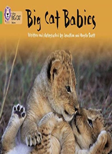 Big cat babies - cat, band