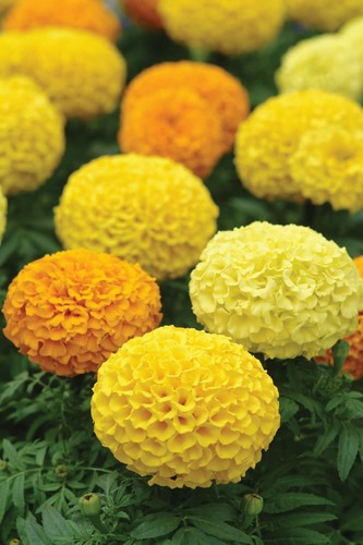Flower african marigold - flower,
