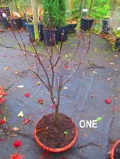 27inch-30inch inc. pot OUTDOOR Bonsai Tree Japanese Maple - Acer Shindeshojo
