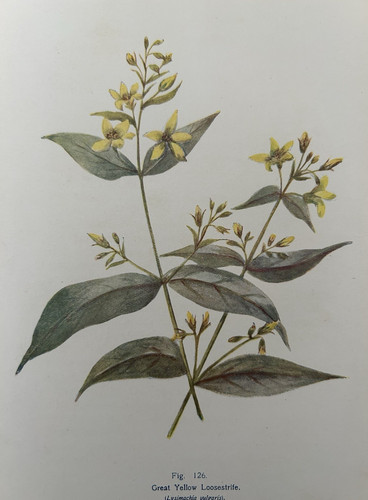 Antique botanical print great - print,