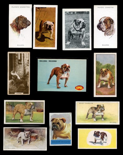 Bulldog english british dog - bulldog,