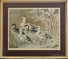 Charles Tunnicliffe Signed Print “Smew” Limited Edition 97/500 – Framed Wildlife