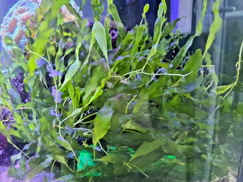 Caulerpa prolifera marine - caulerpa,